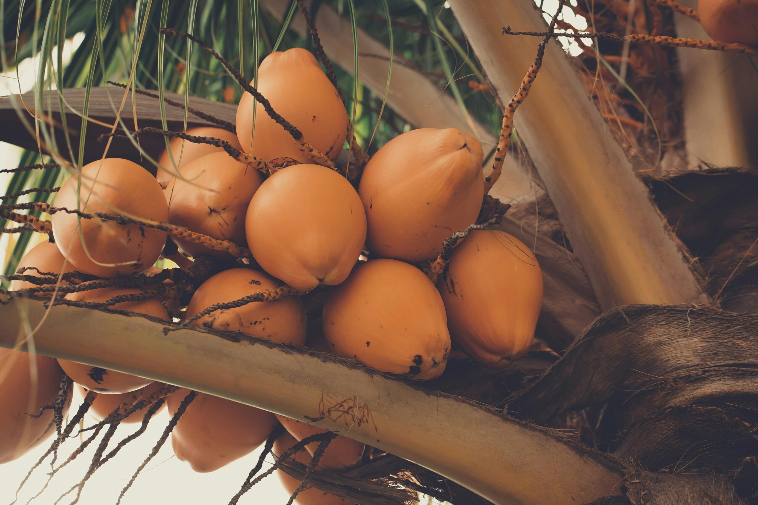 Close-up of vibrant golden coconuts clustered on a palm tree outdoors.
